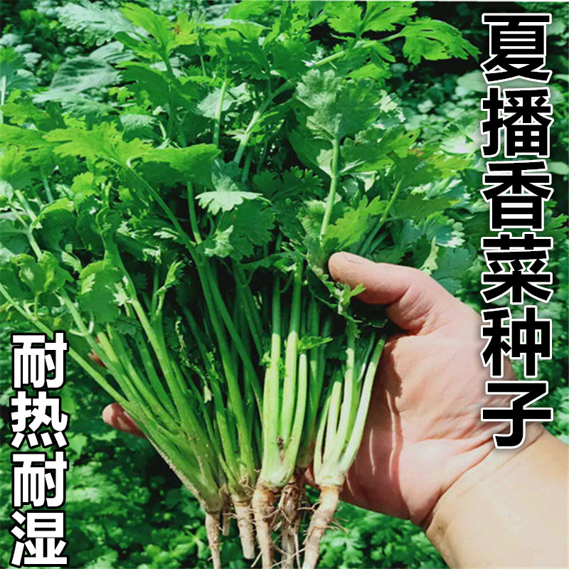 耐寒耐热香菜种子大叶芫荽阳台四季大叶香菜种籽种籽农家蔬菜秋季