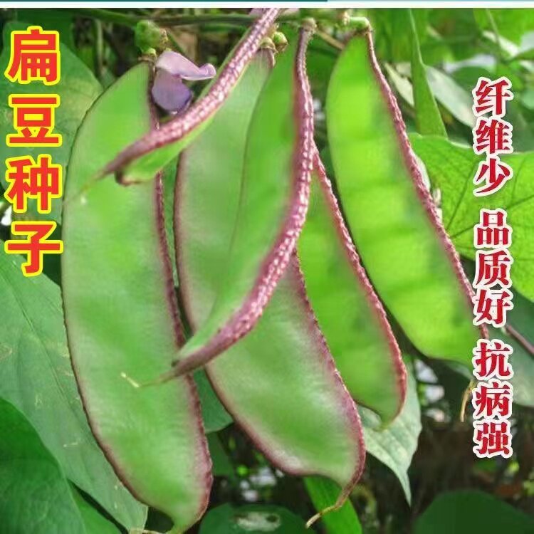 紫边眉豆易种耐寒爬藤抗病