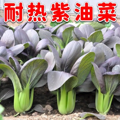 紫色红油菜种盆栽小青菜脆甜无筋