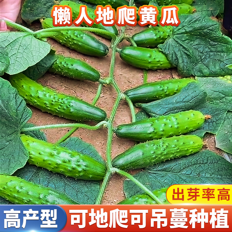 懒人满地爬黄瓜种籽高产抗病