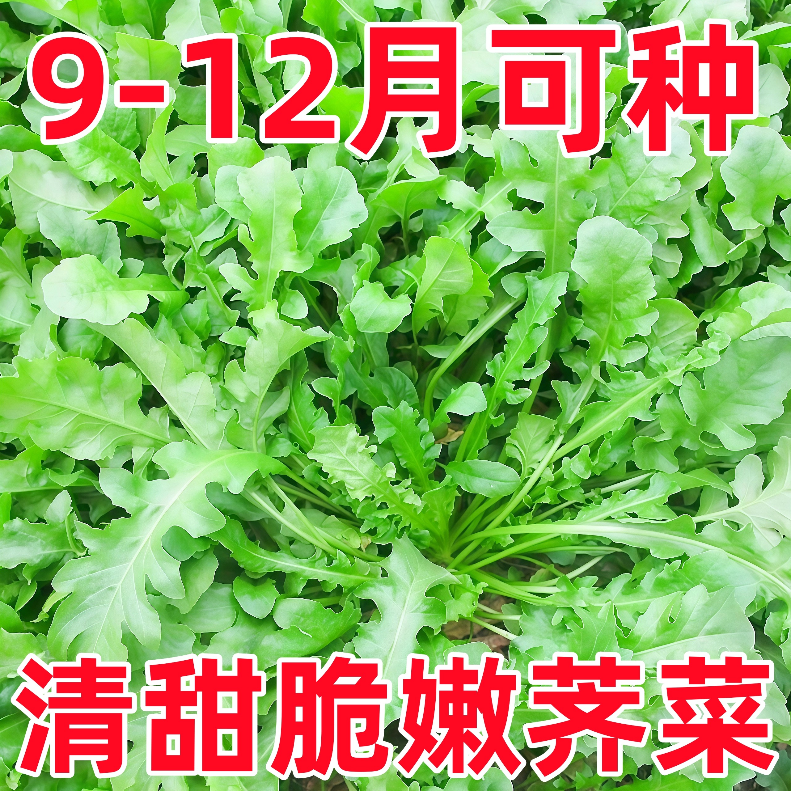 大叶荠菜种子农家秋冬季耐寒
