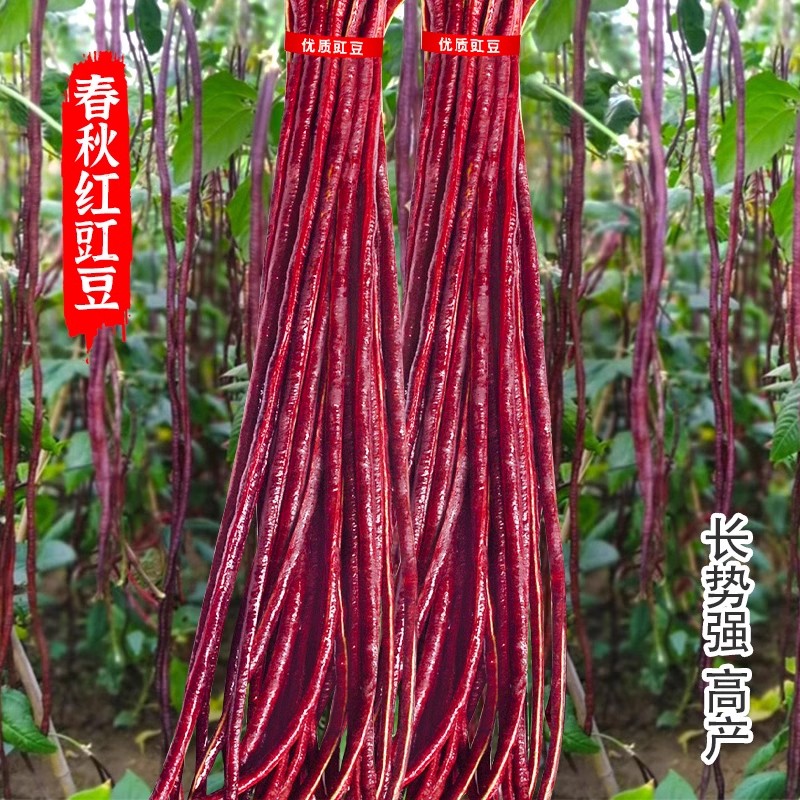 春秋红豇豆种籽特长紫红豆角孑高产早熟四季播耐热长豆角豇豆种子