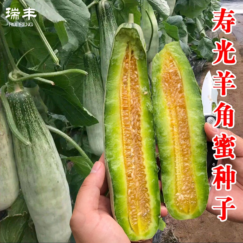 寿光羊角蜜高产春季田园甜瓜苗