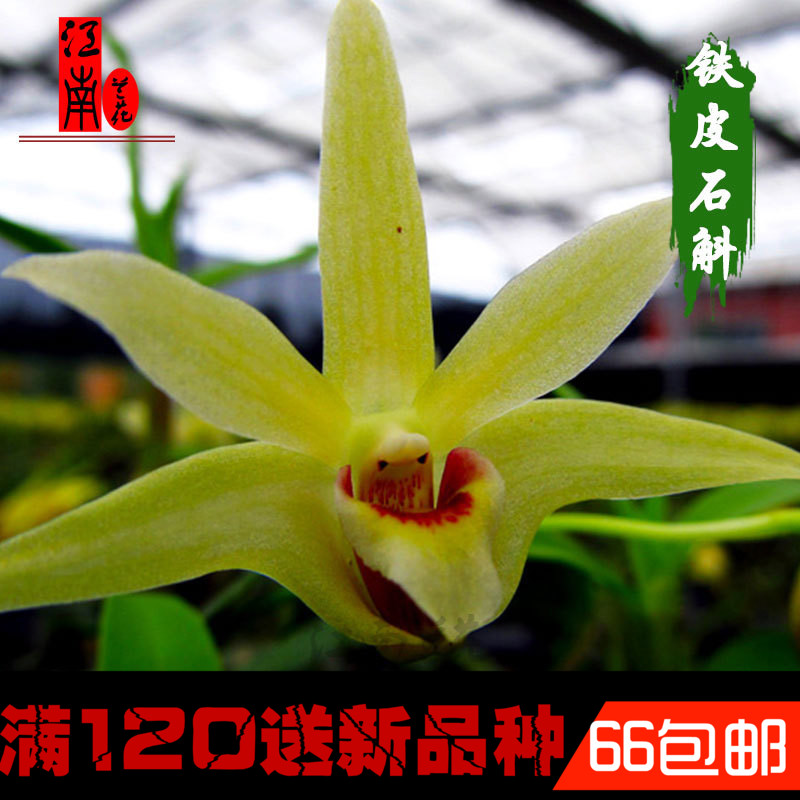 绿植原盆带土出售铁皮石斛兰花苗