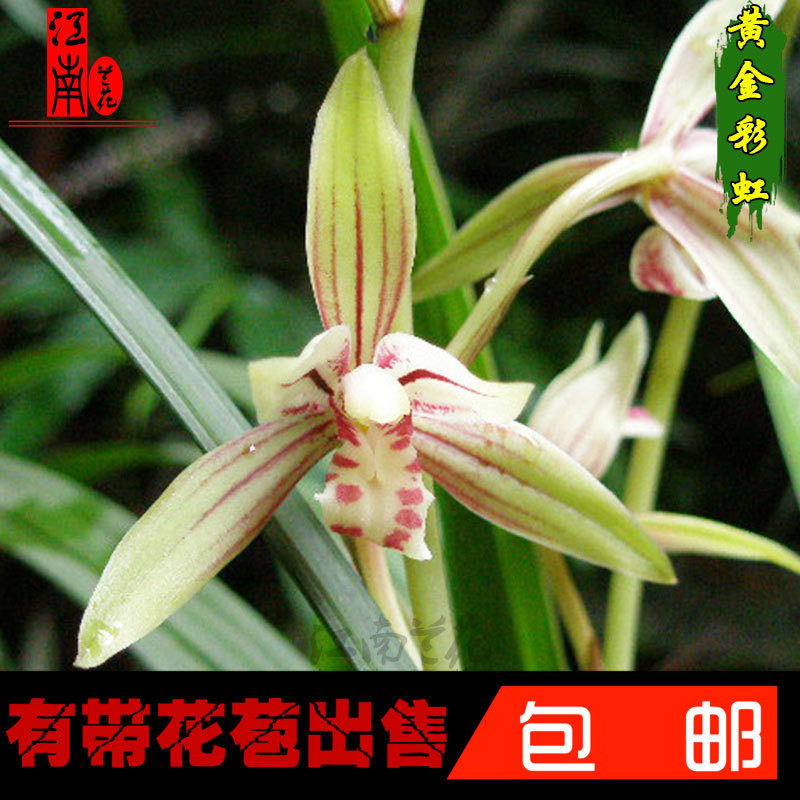 建兰叶带线艺 黄金彩虹 夏带花苞出售 好养花卉绿植盆栽兰花苗