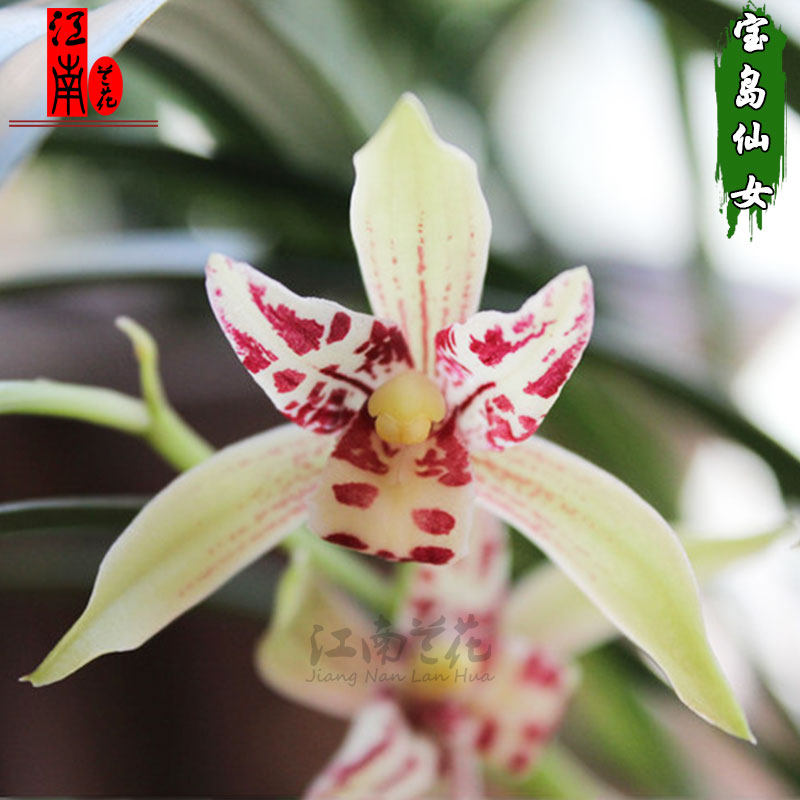 建兰三星蝶奇花铭品宝岛仙女兰花苗现带浓香花苞出售绿植花卉盆栽