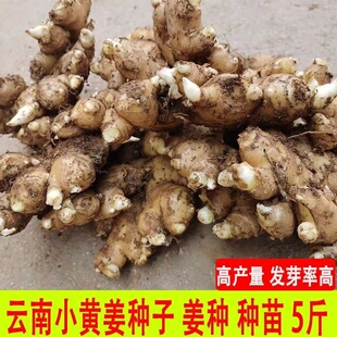 正宗云南小黄姜种子高产姜种生姜种苗老姜种植新鲜姜芽姜苗子