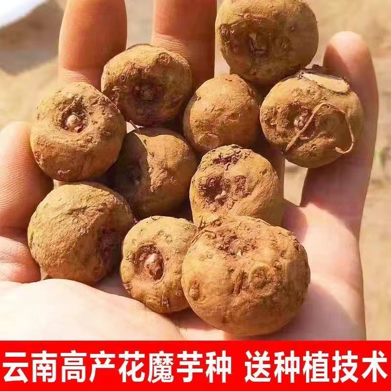 魔芋魔芋种子云南高成活花磨芋种