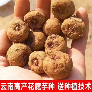 魔芋种云南高产魔芋种子一二代魔芋种球脱水消毒魔芋种籽10斤包邮