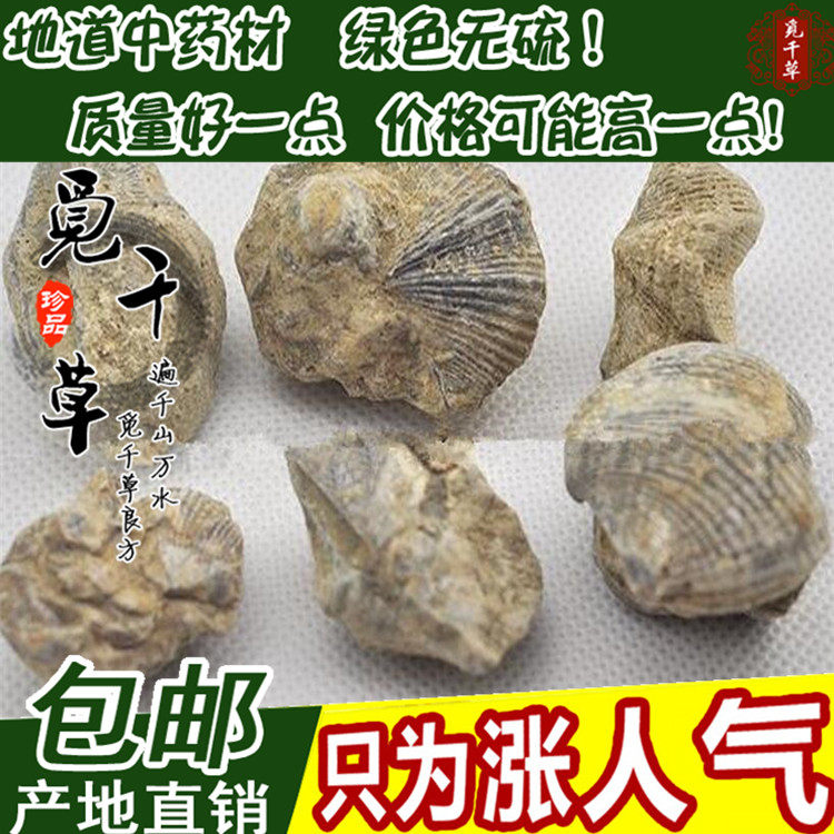 中药材 正品石燕 燕石子 燕子石 优质水飞石燕500克 包邮