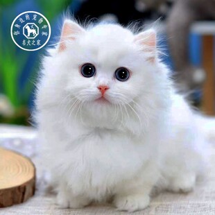 名犬之家 曼基康矮脚猫拿破仑短腿长毛猫幼猫纯种活体宠物猫咪