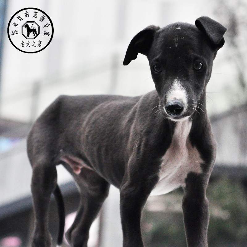 名犬之家 纯种格力犬狗活体幼犬猎兔犬灵缇犬惠比特犬猎犬狗狗
