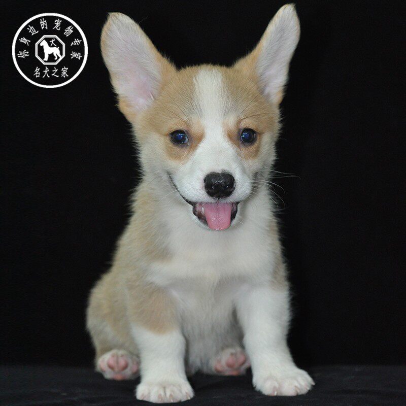 名犬之家 纯种柯基犬幼犬活体英国短腿双色柯基翘臀大屁股柯基犬