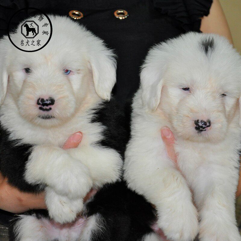 名犬之家 纯种英国古代牧羊犬古牧犬幼犬白头黑背活体古牧宠物狗