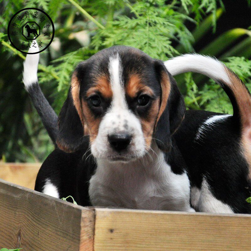 比格犬活体纯种比格犬幼犬活体幼崽小狗狗活体宠物狗公母视频挑选