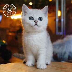名犬之家   英国短毛猫英短银虎斑渐层银点幼猫崽活体纯种宠物猫