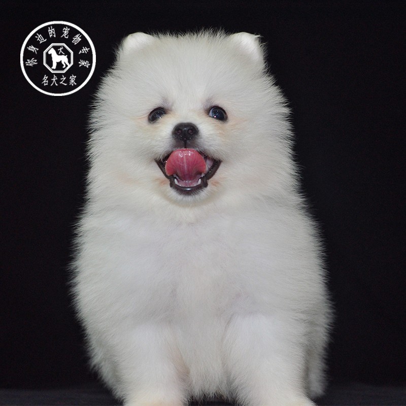 活体纯白色长不大博美犬