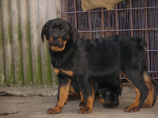 重庆狗狗之家宠物店名犬舍纯种德系罗威纳防爆犬护卫犬实体店出售