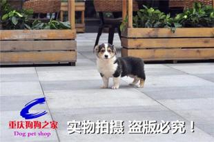 重庆狗狗之家宠物店十年品牌老店出售纯种三色威尔士柯基犬幼犬