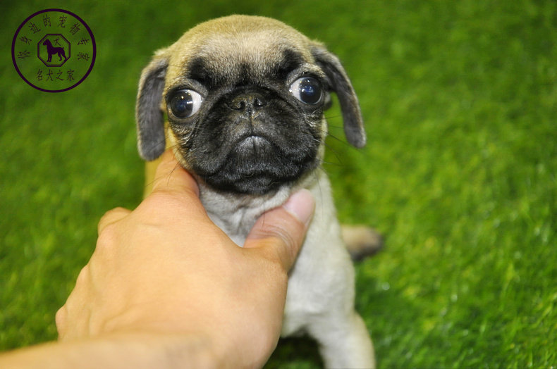 重庆狗狗之家宠物店十年老店出售纯种巴哥犬幼犬哈巴狗纯种包邮
