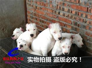 重庆狗狗之家宠物店猎犬繁殖基地出售纯种阿根廷杜高犬专业打猎犬