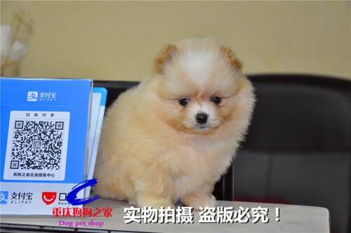 重庆宠物店出售哈多利博美俊介犬