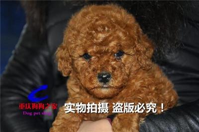 重庆宠物店出售玩具红色茶杯犬