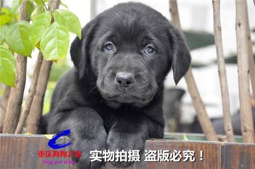 重庆宠物店纯种黑色拉布拉多犬