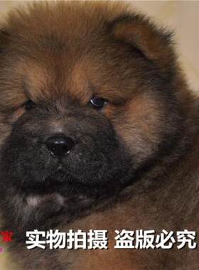 重庆宠物店纯种黄色出售松狮幼犬