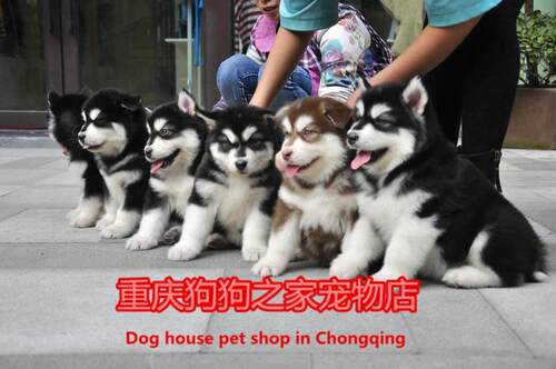 重庆宠物店出售阿拉斯加雪橇犬