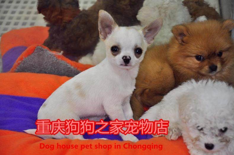 重庆狗狗之家宠物店名犬舍纯种吉娃娃幼犬茶杯吉娃娃犬宠物狗狗