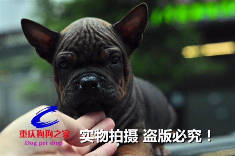 重庆狗狗之家宠物店名犬之家十年品质老店出售纯种川东猎犬邻水狗