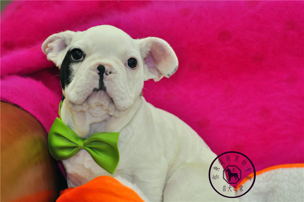 重庆狗狗之家宠物店纯正法国斗牛犬黑白花斗牛犬虎斑斗牛犬出售