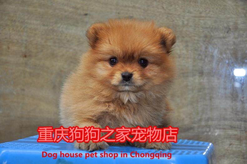 重庆狗狗之家宠物店名犬之家纯种哈多利球体博美俊介犬英系博美