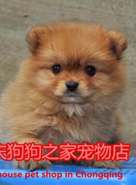 重庆宠物店纯种哈多利博美俊介犬