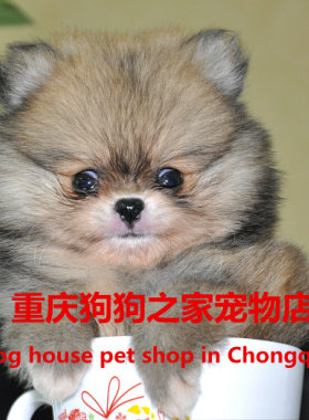 重庆狗狗之家宠物店名犬舍出售纯种哈多利球体博美俊介犬茶杯犬