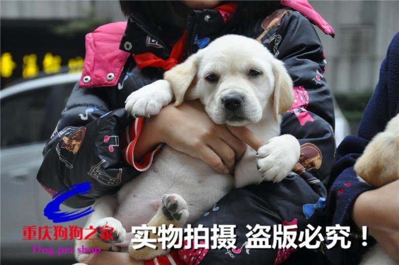 重庆狗狗之家宠物店十年品质老店纯种奶白色拉布拉多犬神犬小七