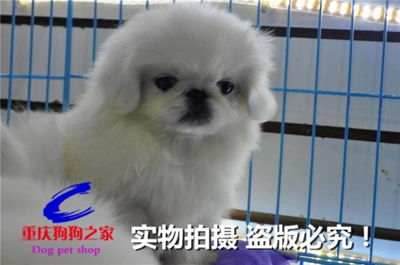 重庆狗狗之家宠物店十年老店出售纯种北京犬京巴狗幼犬全国发货