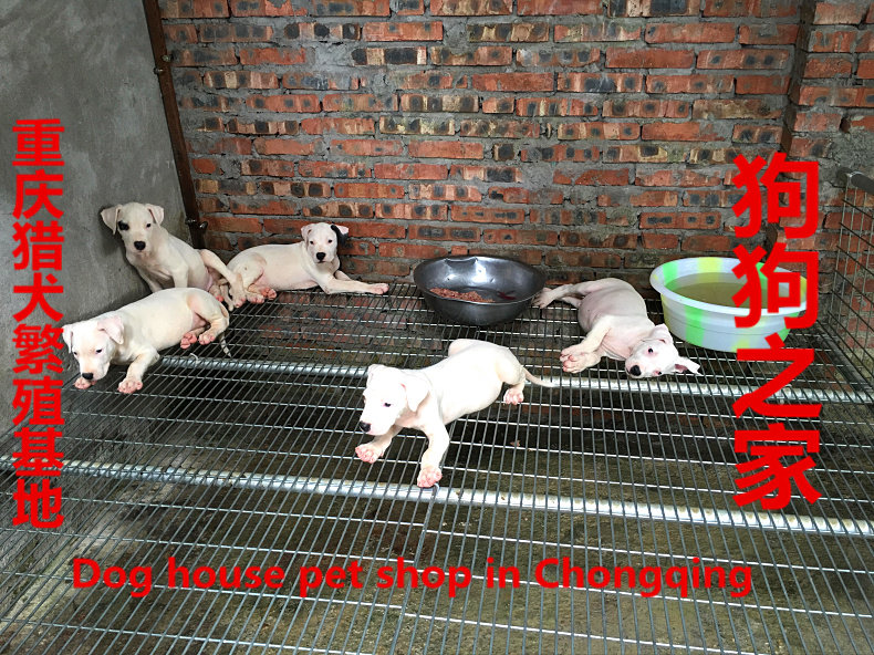 猎犬繁殖基地纯种阿根廷杜高犬卡斯罗杜宾比特川东猎犬出售打猎犬