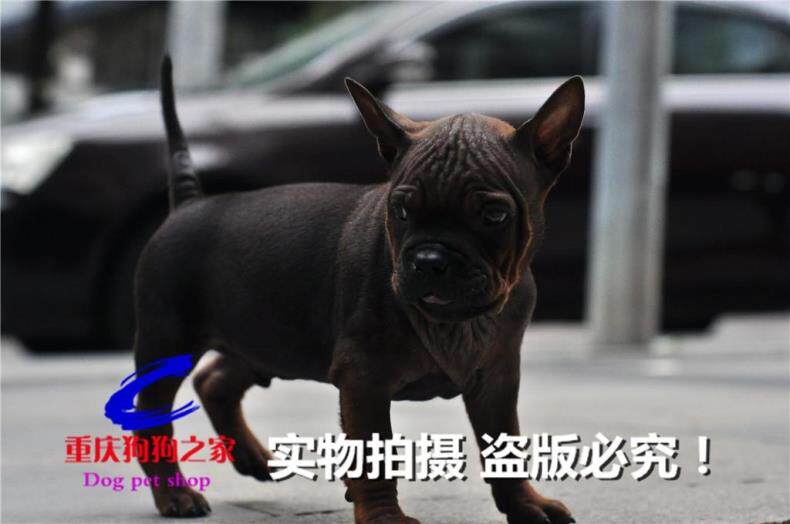 重庆狗狗之家猎犬繁殖基地十年品质老店出售川东猎犬邻水狗洞狗