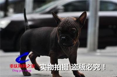 重庆繁殖基地出售猎犬