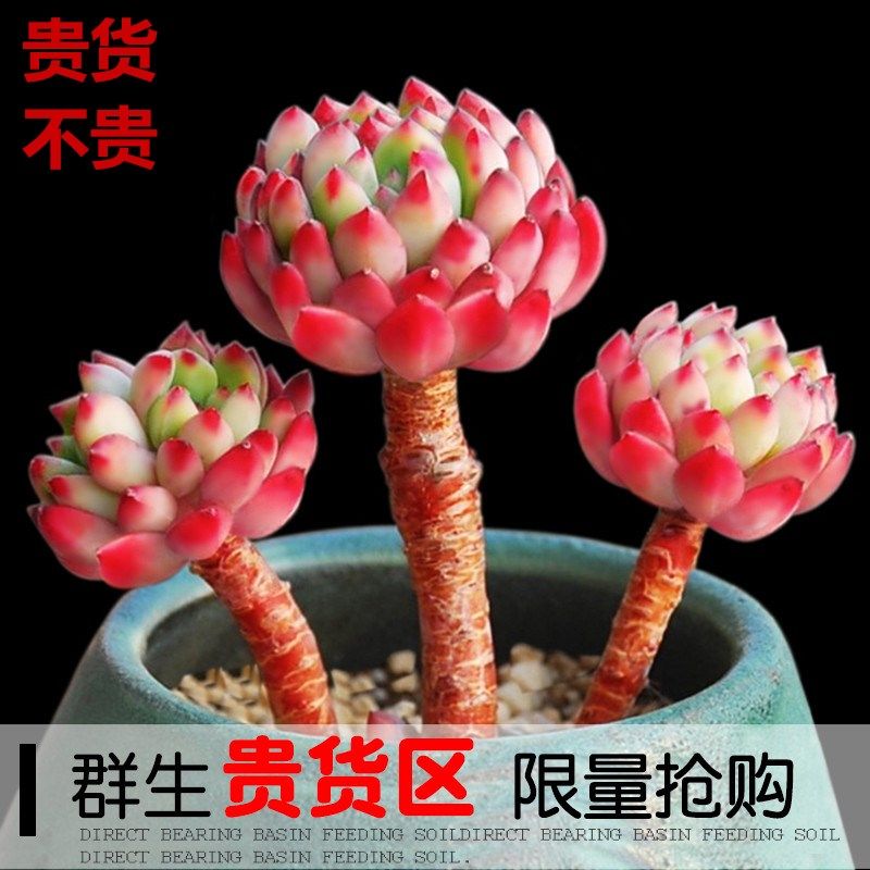 爆盆植物价格 爆盆植物图片 星期三