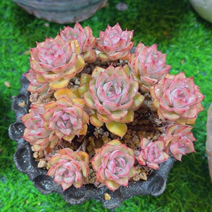 爱格利亚玫瑰