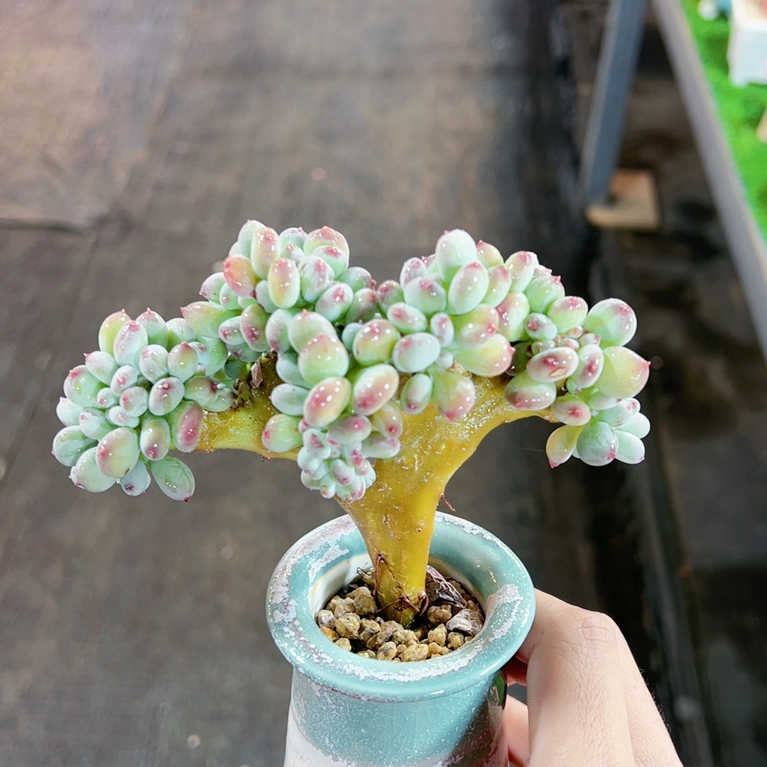 三日月美人树缀