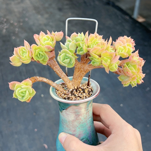 星娜塔树缀