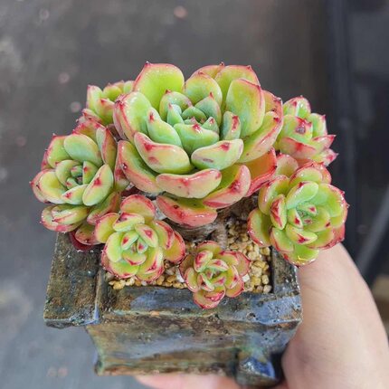 三文鱼