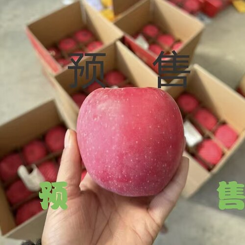 正宗甘肃早熟红富士苹果现摘现发新鲜水果应季水果脆甜整箱包邮