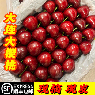 国产美早特大樱桃车厘子现摘现发礼盒装 包邮 大连樱桃新鲜水果顺丰