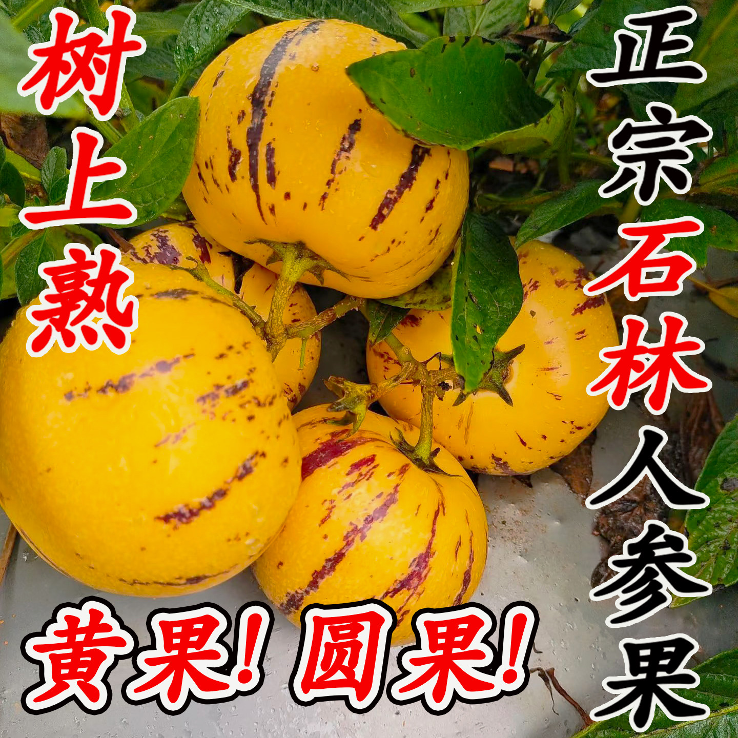 人参果云南石林树上熟黄果圆形甜