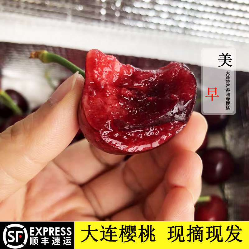 大连美早现摘现发大樱桃